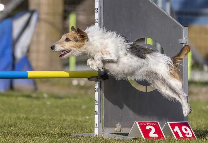 Hond Nina midden in een sprong bij hondenbehendigheid wedstrijd