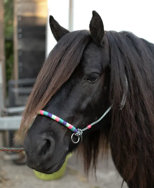 Donker paard met halster van touw in vrolijke kleuren